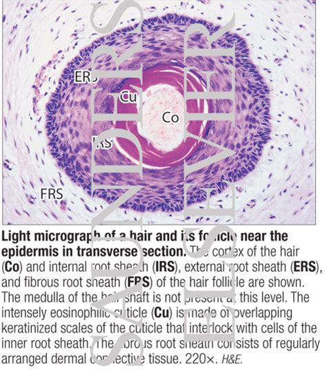 Light Micrograph Of A Hair And Its Follicle Near The