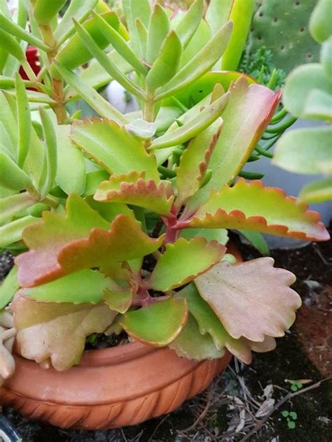 Kalanchoe Sexangularis Succulents Plants Garden