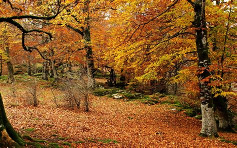 Landscapes Trees Forest Woods Autumn Fall Leaves Wallpaper