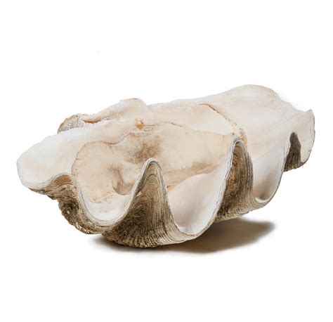 Sold Price: Giant Clam Shell, Tridacna gigas - January 4, 0120 9:00 AM PST