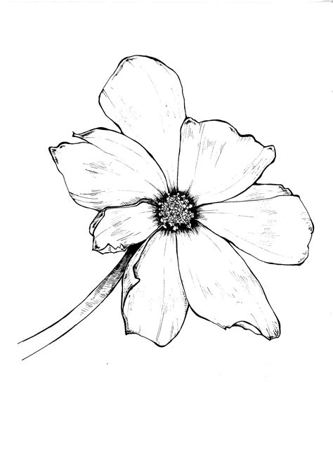 Sketchcommon Cosmos10 Flower Tattoo Lotus Flower Tattoo Sketch Book