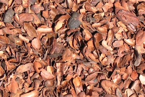 Propiedades Y Usos De La Cáscara De Cacao Todo Uruguay