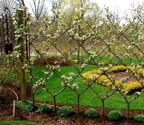 Pin By Sherry On Trees Espalier Fruit Trees Fruit Trees Garden Design