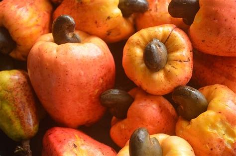 It also stipulates certain safety precautions that protect worker's health, including having workers coat their hands in vegetable oil to prevent burns. How to Grow Cashew from Seeds ! Grow Cashew Tree ! Grow ...