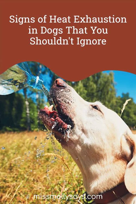 Signs Of Heat Exhaustion In Dogs That You Shouldnt Ignore Miss Molly