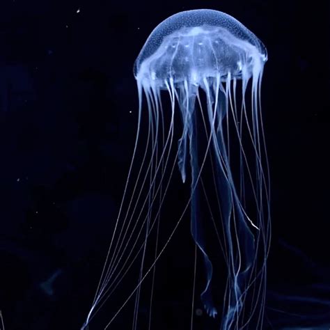 Bay Nettle Jellyfish Jellyfish Warehouse