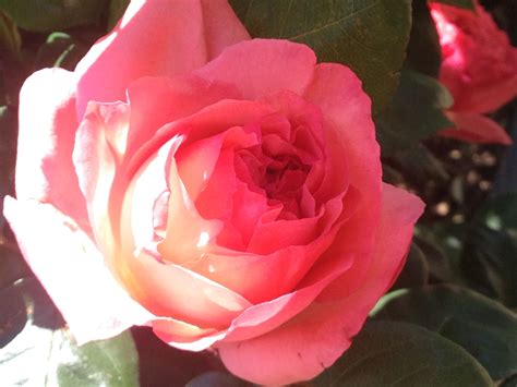 Pink Rose Almost At Full Bloom Rose Bloom Pink Rose