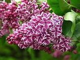 Sensation Lilac Shrubs For Sale Online | The Tree Center