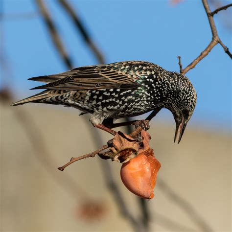 European Starlings Love Em Or Hate Em They Do Amazing Things