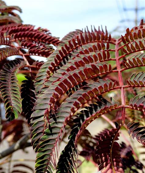 This magnificent rhs agm winning, persian silk tree can be grown as a free standing specimen or trained against a sheltered, sunny wall. Albizia julibrissin 'Summer Chocolate' purple leaved silk ...