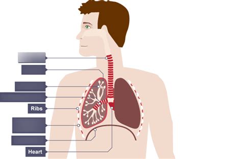 Gas Exchange And The Lungs Diagram Quizlet