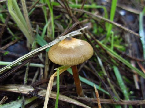 Shroomery Psilocybe Azurescens