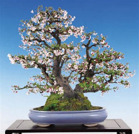Production · import · export · wholesale · retail of bonsai and accessoires. Flowering Bonsai | 盆栽の木, 盆栽, 桜 盆栽