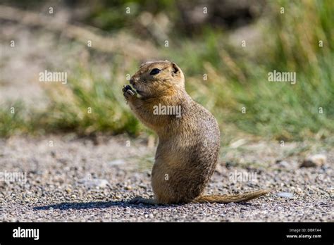 Richardsons Ground Squirrel Urocitellus Richardsonii Gopher Sitting