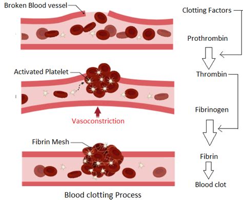 Describe The Process Of Blood Clotting Kamari Has Krause