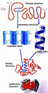 The linear arrangement of amino acids. Chapter 2: Chemistry of Cell- Proteins. | animalcellbiology