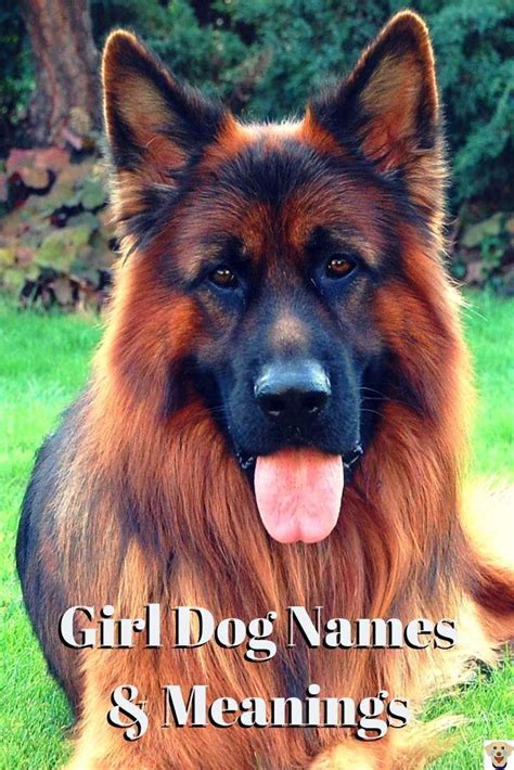 German Shepherd For Girl Dog Names And Meanings Barkinglaughs
