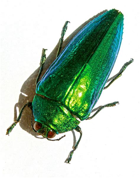 Green Metallic Beetle Photograph By Andrew Berry Fine Art America