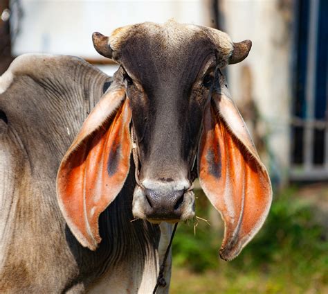 Thailand Loei Prov Long Eared Cow 2008 Img 6452 Jeff Shea