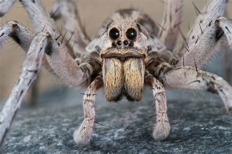 Wolf Spiders Bites Babies And Other Facts Wolf Spider Ugly Animals