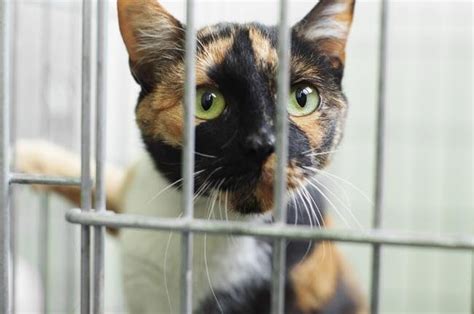 Ten Reasons To Adopt An Adult Cat From A Shelter Cat World