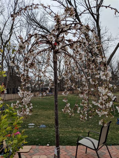 Snow Fountains Weeping Cherry Final Earth Day 2018 Tree