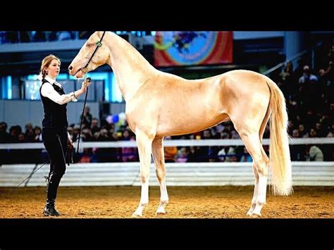 The Golden Horse Most Beautiful Horse On Earth Akhal Teke Horsetv
