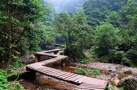 Fond Décran Pont Région Sauvage Jungle Courant Forêt Tropicale