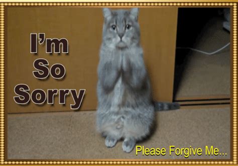 cat says i m sorry free sorry ecards greeting cards 123 greetings