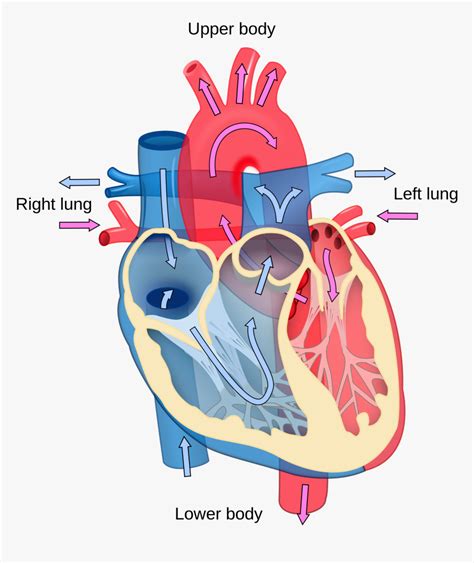 Clip Art Library Download Clipart Human Heart Longitudinal Section Of