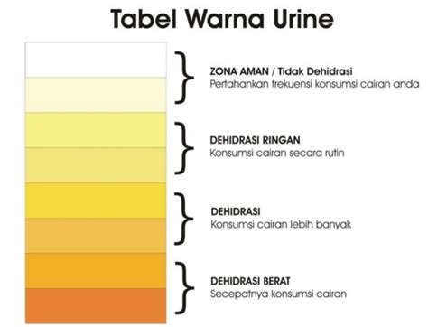 Air kencing atau air kemih (bahasa halus: Air Seni Berwarna Kuning - Penyebab - Gejala Penyakit ...
