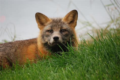 Kodiak Red Fox Wildlife Of Kodiak Island Read About One Of The Six