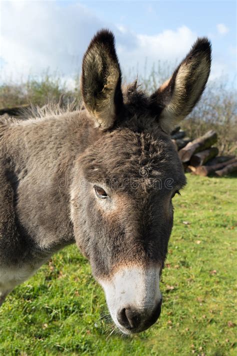 Donkey Portrait Stock Photo Image Of Outside Face Nature 57605198