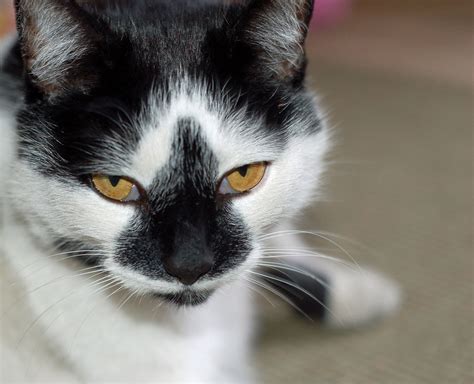 Black And White Cat Free Stock Photo Public Domain Pictures