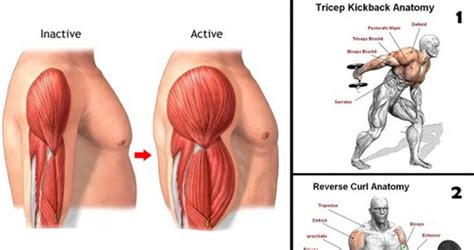 Take a weight you can perform pushdowns with for 12 reps, cut the weight in half and crank out as many reps as you possibly can, then drop that weight in half once again and nail as many reps as you. Gain Biceps And Triceps Mass With These 12 Exercises And Workout | Nutribal | Legal Alternatives ...