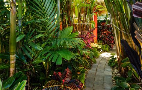 Create Your Own Tropical Backyard Oasis Tropical Backyard Tropical