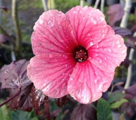Maybe you would like to learn more about one of these? Cranberry hibiscus flower | Hibiscus flowers, Flowers ...
