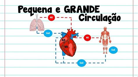 4 Pequena E Grande Circulação Cardiovascular Medicine Cardio
