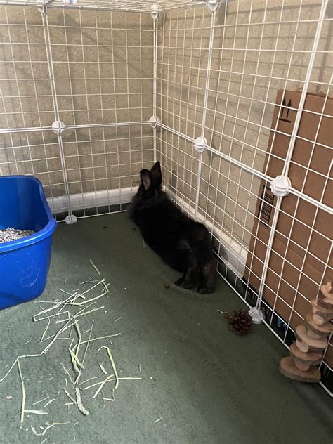 Misty is home after her leg amputation!She’s tired but still her hoppy