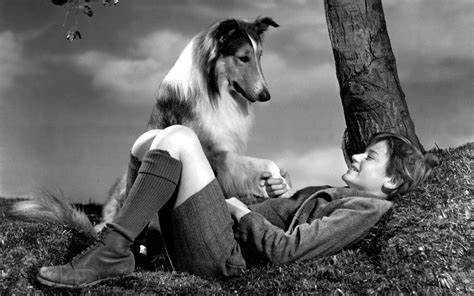 Lassie Tv Show Wallpapers Wallpaper Cave