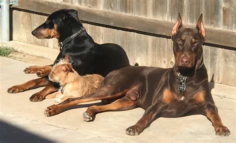 #2 on the list from the date on your application and are not able to send in your deposit the first week the pups are born, then you will lose your spot in line and everyone else will move up in line. Doberman Pinscher Puppies For Sale | Lubbock, TX #279223