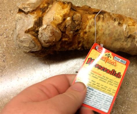 How To Grow Horseradish From A Root You Buy At The Grocery Store 5