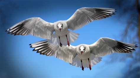 Wallpaper Birds Seagulls Beak Seabirds Flight Bird Seabird