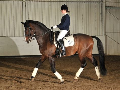 ركوب الخيل كانت وسيلة للانتقال من مكان لآخر منذ القدم وقبل أن يتم استخدام السيارات كوسيلة للتنقل، وذلك لامتلاكه القوة والتحمل والسرعة العالية وذلك إذا. كيفية ممارسة رياضة ركوب الخيل | Ra2ed