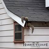 Photos of Squirrel Roof Damage