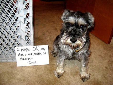 28 Very Naughty But Incredibly Funny Dogs Life With Dogs