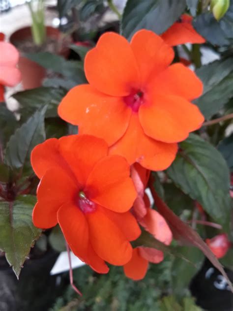 Impatiens Hawkeri Orange Garden Variety