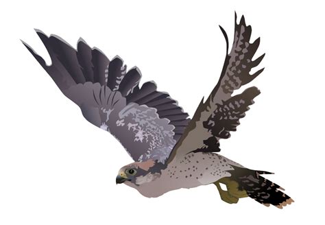 Falcon Png Transparent Images Png All