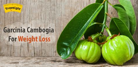 garcinia cambogia benefits side effects and weight loss reviews possible