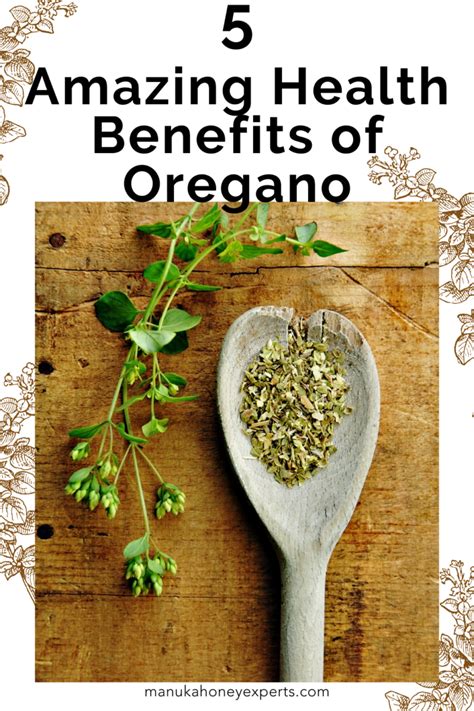 5 Amazing Health Benefits Of Oregano